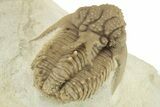 Top Quality Lichid (Hoplolichoides) Trilobite - Russia #227314-3